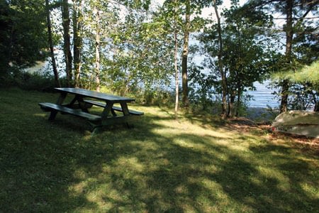 Enjoy a quiet picnic nestled into the birches