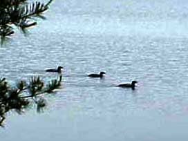 Loons on Graham Lake