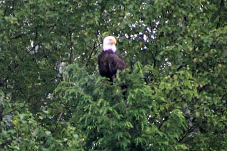 Eagles frequently perch in our trees